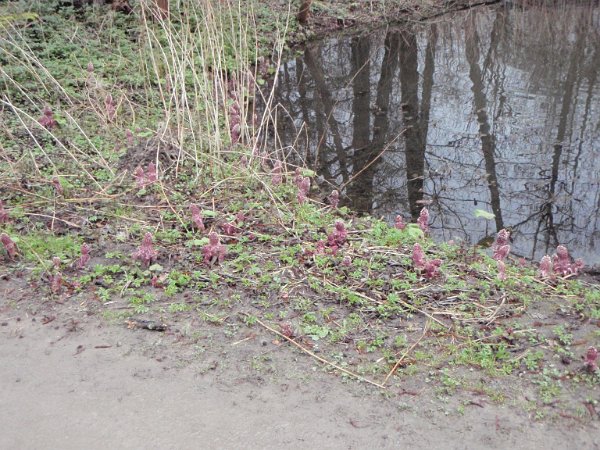 Wandsetaler-Runde 151